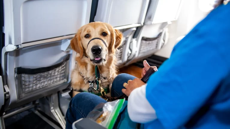 5 consejos para viajar con nuestras mascotas en avión