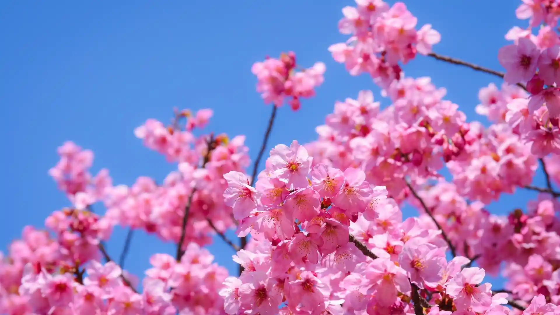 Flores de temporada en Japón: ¿cuándo viajar y qué ver?