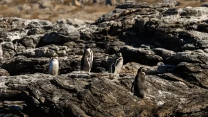 Así es la Reserva de Pingüinos de Humboldt, en el norte de Chile