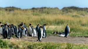 Los mejores lugares para ver ballenas y pingüinos en Chile: ¿cuándo?