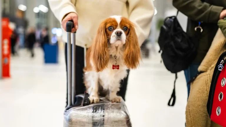 Cómo viajar con mascotas en avión: antes y durante el vuelo y aeropuerto