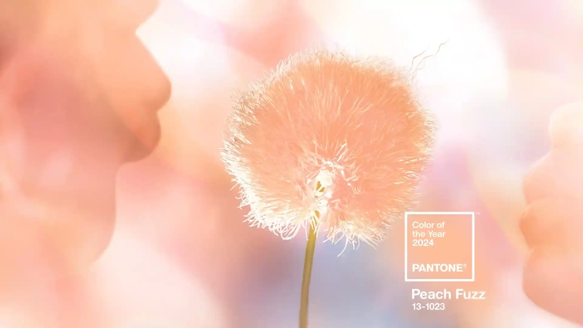 Peach Fuzz: la pelusa de durazno es el color de 2024 según Pantone