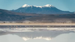Qué ver en el Desierto de Atacama, incluyendo animales, salares y flora