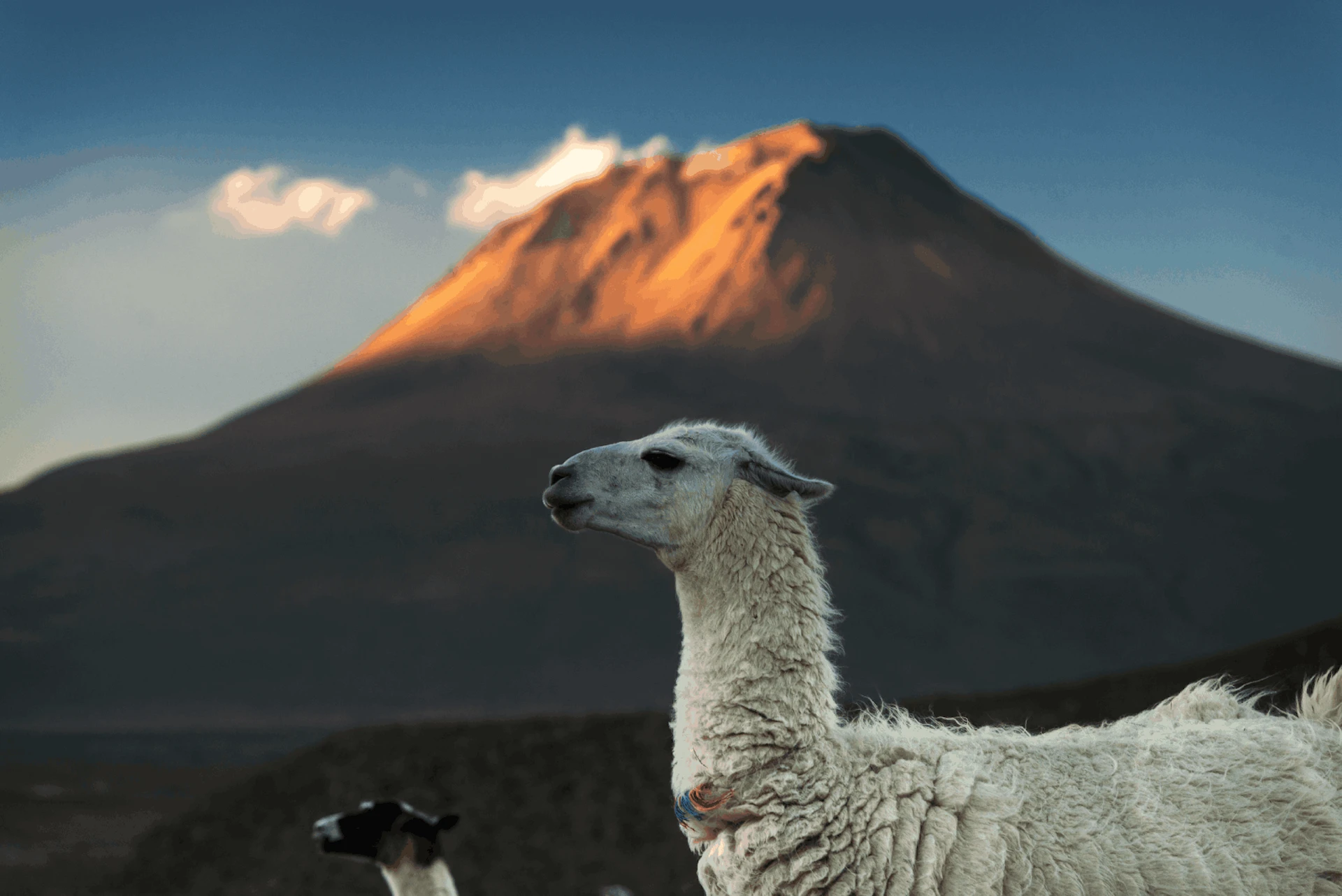 Qué ver en el Desierto de Atacama, incluyendo animales, salares y flora