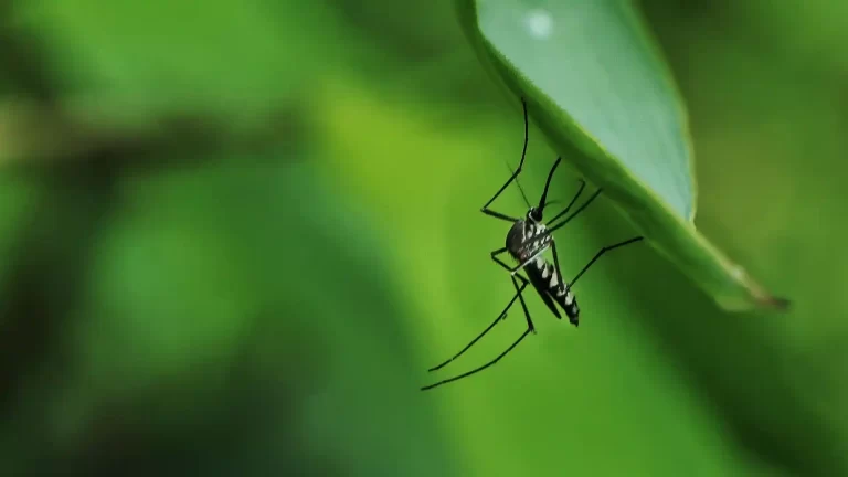 Este es el nuevo museo de mosquitos en St. Augustine, cerca de Orlando