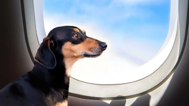 10 consejos de expertos para viajar con perros en avión