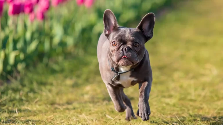 Estas son las razas de perros más populares en 2024