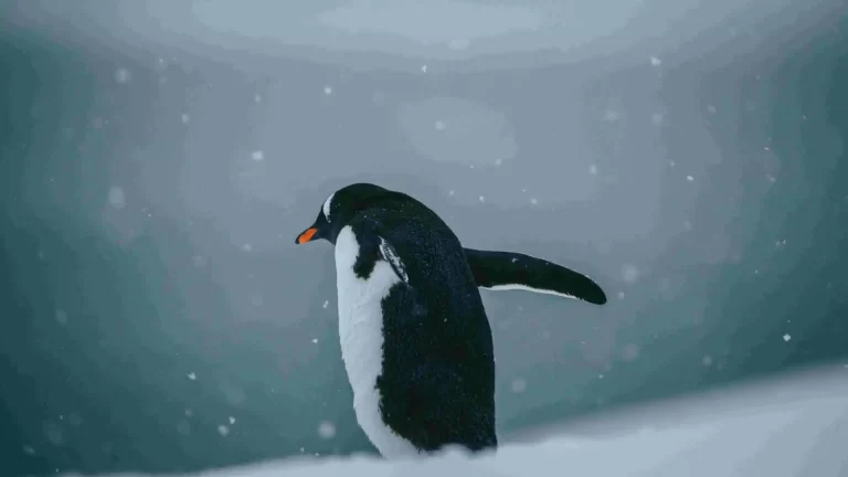 Qué animales ver en la Antártida de Chile: ballenas azules, focas y más