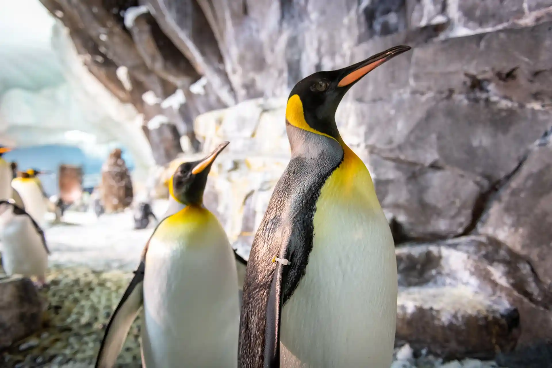 Así es la nueva montaña rusa Penguin Trek en SeaWorld Orlando