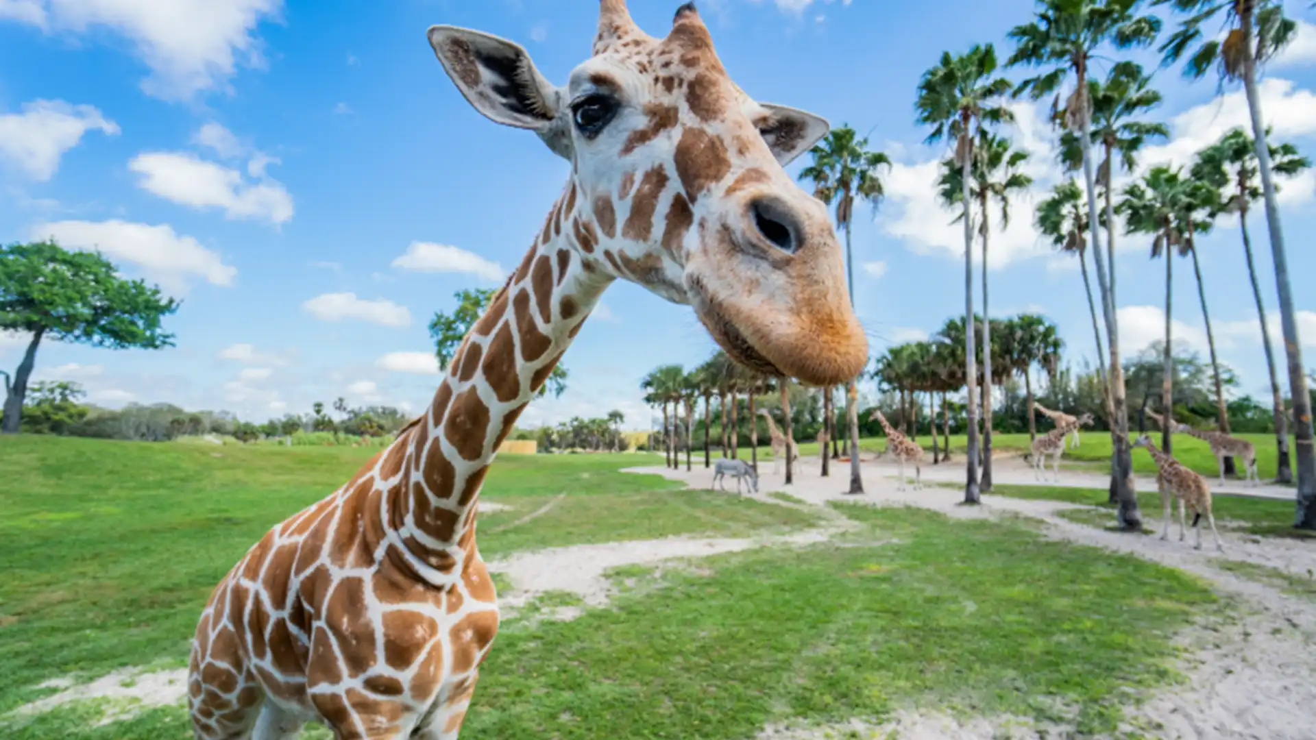 Los mejores parques temáticos de Florida para vivir la naturaleza