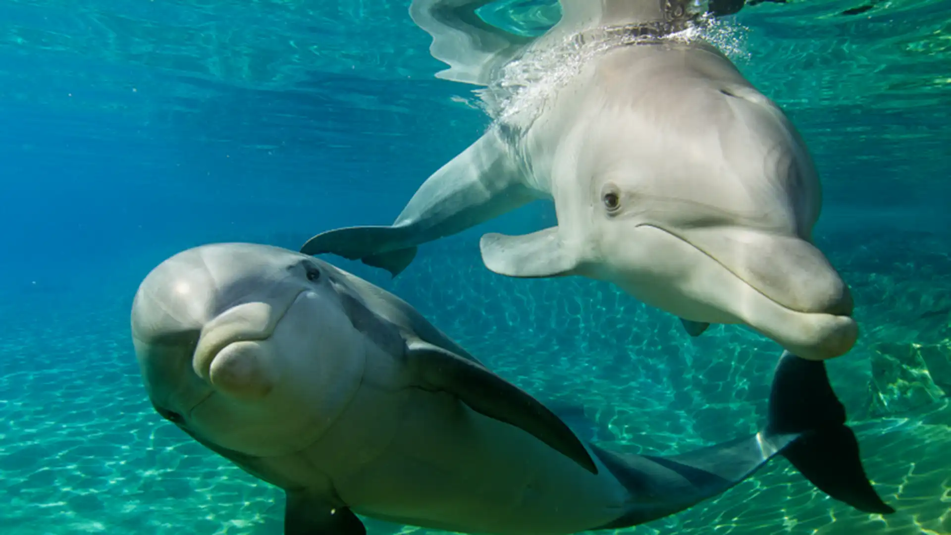 Por qué visitar Discovery Cove: experiencias para amantes del agua y la fauna