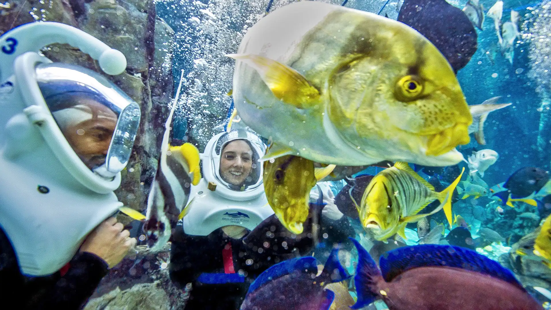 Por qué visitar Discovery Cove: experiencias para amantes del agua y la fauna