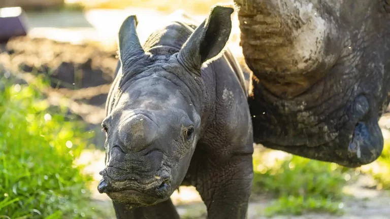 Busch Gardens Tampa Bay sumó una cría de rinoceronte blanco