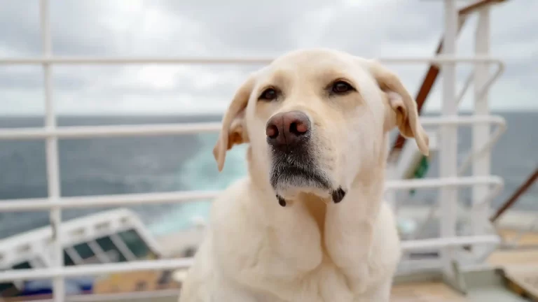 Lanzan el primer crucero para viajar con perros: ¿cuándo y dónde?