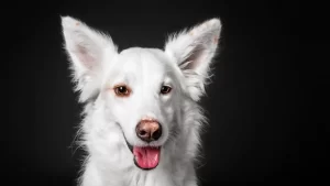 Consejos para viajar con mascotas en avión: qué aerolíneas son más pet-friendly