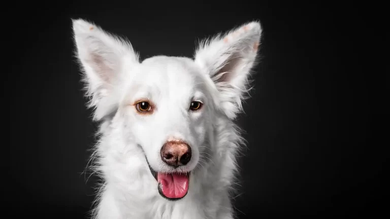 Consejos para viajar con mascotas en avión: qué aerolíneas son más pet-friendly