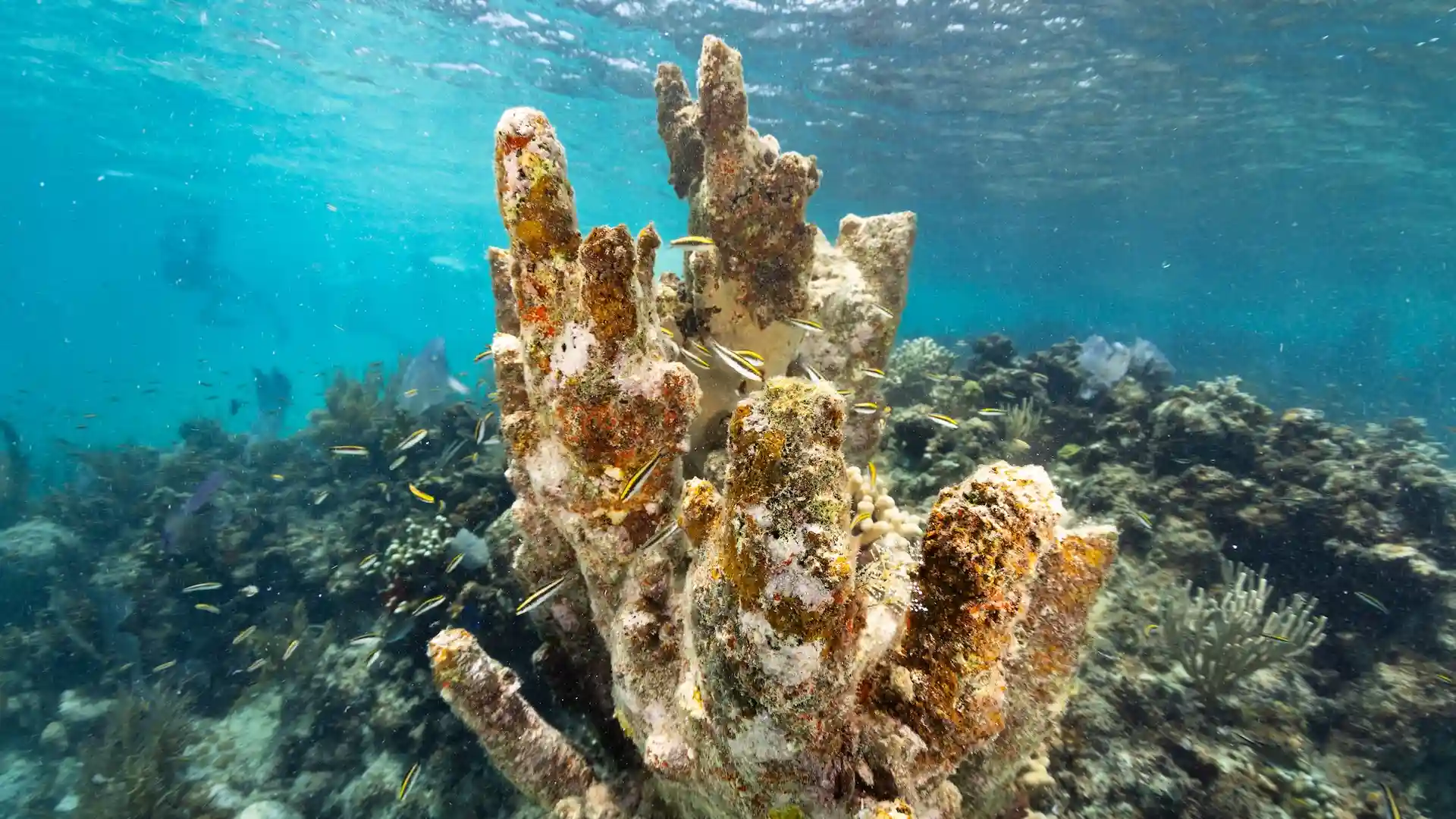 Qué son los arrecifes de coral y cuál es el más grande del mundo