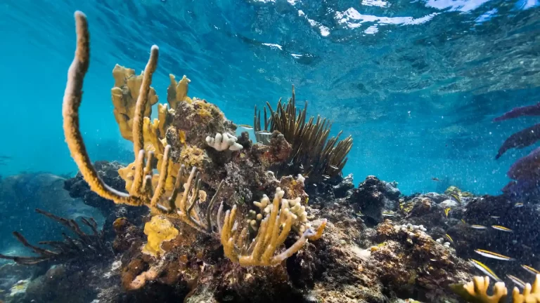 Qué son los arrecifes de coral y cuál es el más grande del mundo