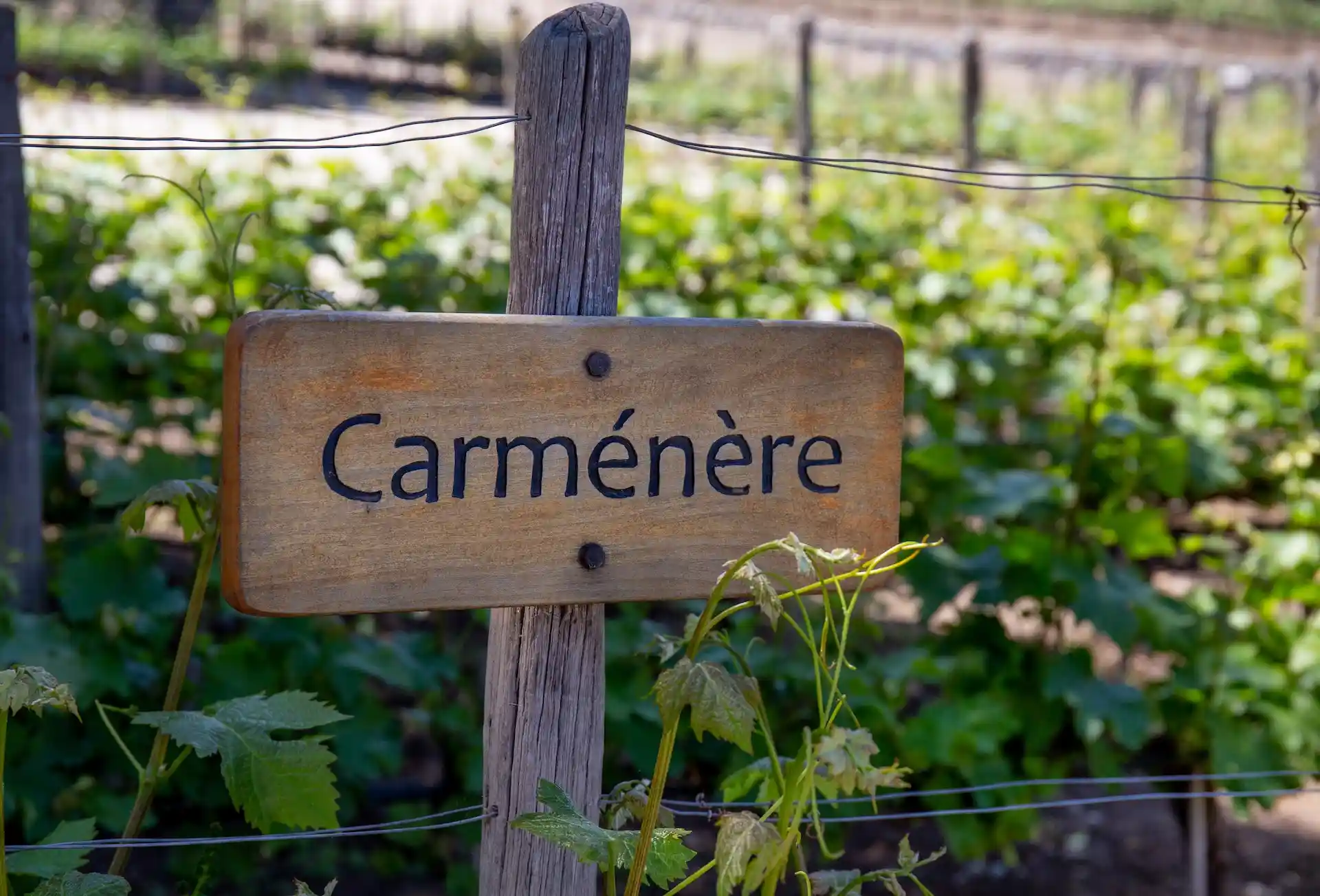 Cómo es Carmenere, el vino casi extinto que renació en Chile