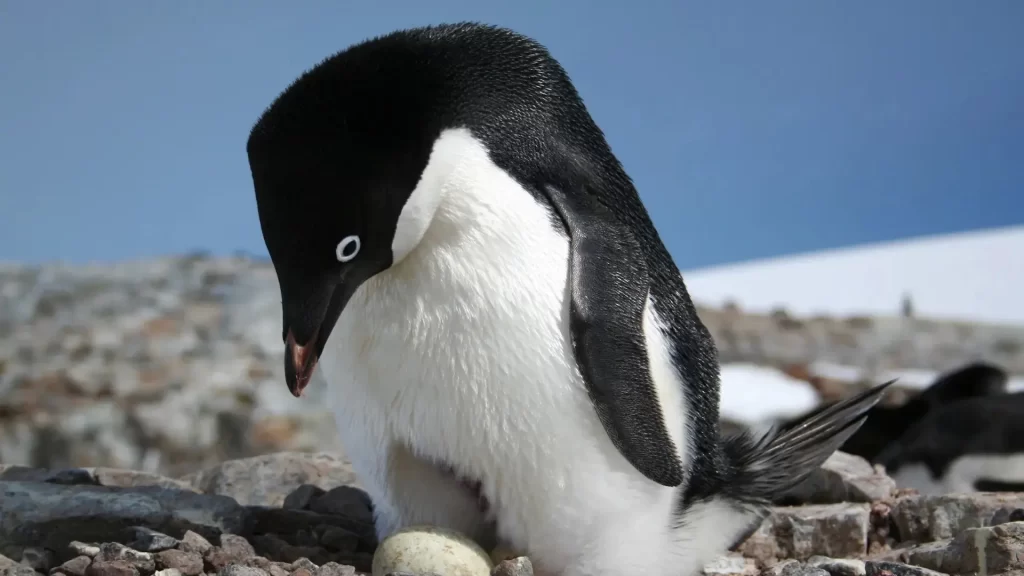 ¿Cómo es la Antártida? Dimensiones: temperatura, flora y fauna del continente helado