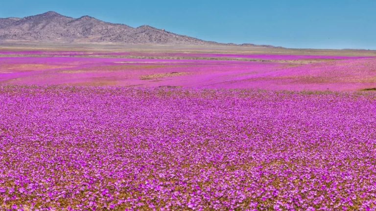 Desierto Florido: así es el desierto que se llena de flores en primavera