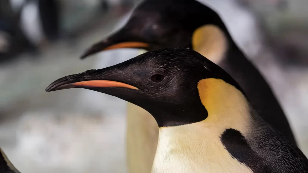 SeaWorld Orlando presenta a los únicos pingüinos emperador del hemisferio occidental