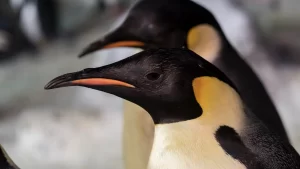 SeaWorld Orlando presenta a los únicos pingüinos emperador del hemisferio occidental