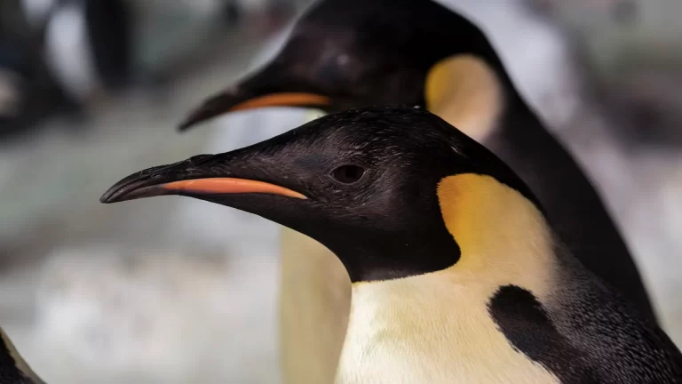 SeaWorld Orlando presenta a los únicos pingüinos emperador del hemisferio occidental
