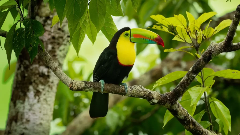 Los mejores lugares y épocas del año para observar aves en Colombia