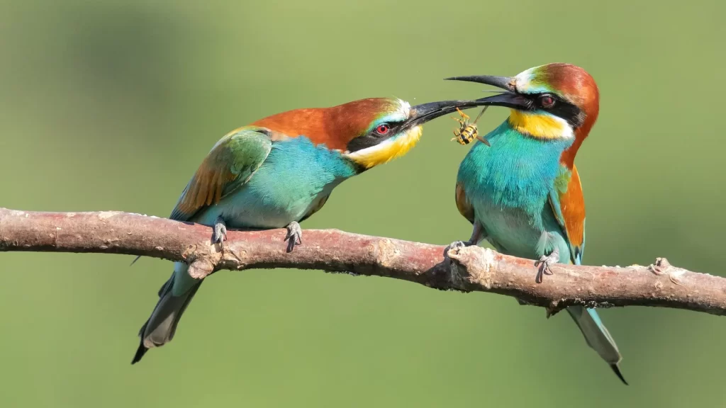 Dónde hacer avistamiento de aves en Colombia: un paraíso en el Gran Caribe