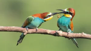 Dónde hacer avistamiento de aves en Colombia: un paraíso en el Gran Caribe