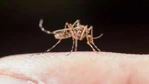 ¿Qué países tienen alerta de dengue para viajar en 2025?
