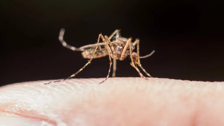 ¿Qué países tienen alerta de dengue para viajar en 2025?