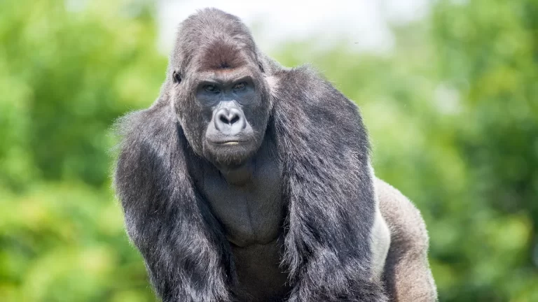 ¿Viajando a Uganda? Recomendaciones para avistar gorilas