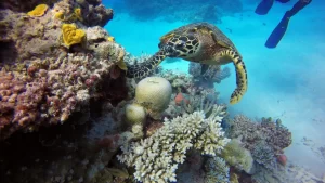 Estas son las barreras de coral más grandes del mundo