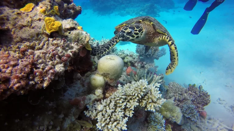 Estas son las barreras de coral más grandes del mundo