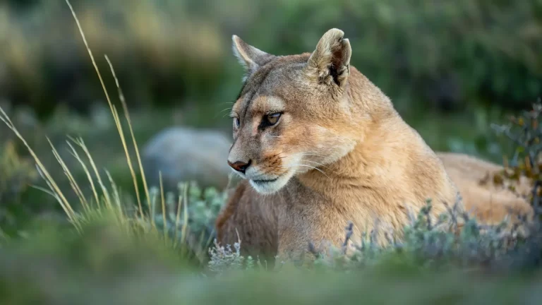 Dónde encontrar fauna autóctona en Argentina: destinos y cuándo viajar