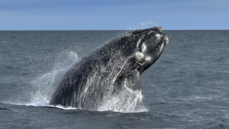 ¿Cuándo y dónde ver la ballena franca austral en Argentina?